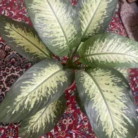 گل دیفن|گل و گیاه طبیعی|نیشابور, مازول|دیوار