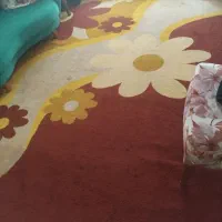 فرش ۱۲ متری