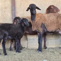 فروش ۱۲راس میش افشاری بره دار ۱۳راس بره پاشون هست|حیوانات مزرعه|طسوج, |دیوار