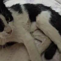 واگذاری گربه تاکسیدو (DSH)|گربه|اصفهان, لنبان|دیوار