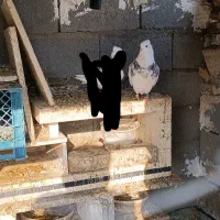 کبوتر طوقی خال دار