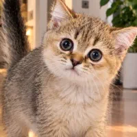 بریتیش بلک‌گلد چینچیلا
