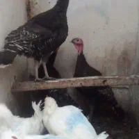 بوقلمون|حیوانات مزرعه|سراب, |دیوار