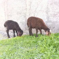 ۲ تا بره افشار|حیوانات مزرعه|گنبد کاووس, |دیوار