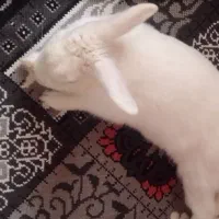 خرگوش