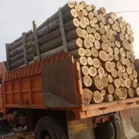 انواع چوب ودرخت