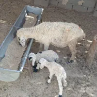 گوسفند جملی حیکلی با دوبره نروماده|حیوانات مزرعه|زابل, |دیوار