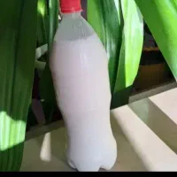 دوغ گوسفندی
