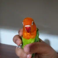 دو جوجه برزیلی نقاب دار و هلویی