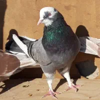 کبوترای پرشی قیمت تومتن نوشتم بخانید|پرنده|هشتگرد, شهرک اداری|دیوار