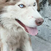 واگزاری|سگ|خرم‌آباد, |دیوار