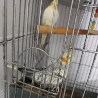 پرنده عروس هلندی رام و دستی سخنگو|پرنده|آمل, |دیوار