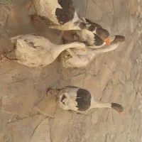 غاز