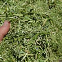 یونجه چین دوم خرمنکوب شده اعلا
