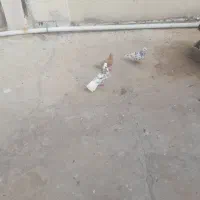 ساردمسفیدوزردکاکلی جفت نر