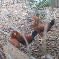 جوجه محلی|حیوانات مزرعه|جیرفت, |دیوار