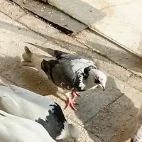 ۲عددکبوتر گمشده مشکین دشت|پرنده|مشکیندشت, |دیوار