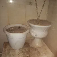 جا گل وگیاه محکم و متحرک