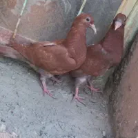 کفتر ساده سیاه پولکی وسرخ|پرنده|خوسف, |دیوار