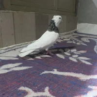 طوقی|پرنده|کرمانشاه, |دیوار