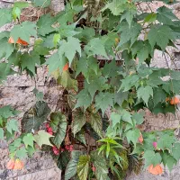 گلهای طبیعی|گل و گیاه طبیعی|لاهیجان, مهرگان|دیوار