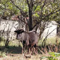 گاوو گوساله نر|حیوانات مزرعه|رشت, نیکمرام|دیوار