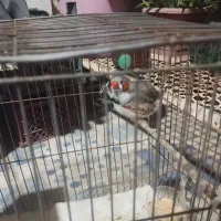 فنچ|پرنده|کوهدشت, |دیوار
