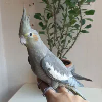 ۳ عدد جوجه ی عروس هلندی