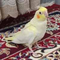 عروس هلندی لوتینو