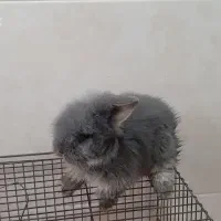 خرگوش|موش و خرگوش|قائمشهر, |دیوار