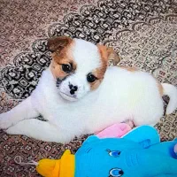 سگ جک راسل تریر