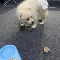 سگ بازیگوش|سگ|بندرعباس, |دیوار