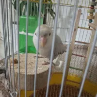 کوتوله|پرنده|اصفهان, جنیران (لادان)|دیوار