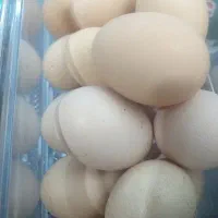 تخم مرغ رسمی