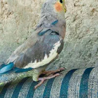 عروس هلندی سخنگو فول رام کلام بالا ضمانت همه چیز|پرنده|خاش, |دیوار