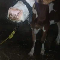 گاو برای فروش