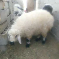 سه بره نر سنگین وزن ارکدام20کیلوگوشت|حیوانات مزرعه|زهک, |دیوار