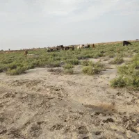 گوسفند و بزغاله وگهر یجا  بفروشی است