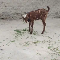 تروشت فروشی نسل دار