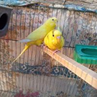 جفت مرغ عشق باتخم|پرنده|زاهدان, |دیوار