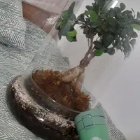 بنسای کمیاب