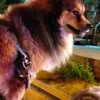 سگ گمشده محدوده ملک شهر خیابان آزادگان|حیوانات|اصفهان, ناصرخسرو|دیوار