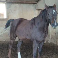 اسب ترکمن مادیان|اسب و تجهیزات اسبسواری|قزوین, |دیوار