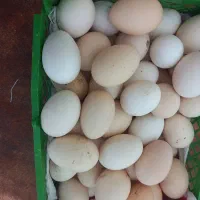 تخم مرغ محلی