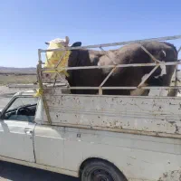 دام چاق وحذفی