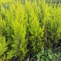 لاوسون سایز متوسط ریشه پرس