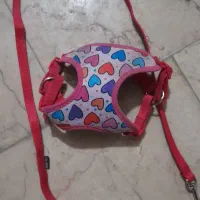 قلاده کتفی سگ پاکوتا سایزM|لوازم جانبی حیوانات|آمل, |دیوار