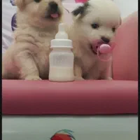 سگ عروسکی|سگ|شیراز, سینما سعدی|دیوار