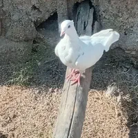 چندتا کبوتر درشادگان|پرنده|شادگان, |دیوار