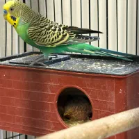 جفت مرغ عشق بهمراه چهار جوجه|پرنده|مشهد, شهرآرا|دیوار